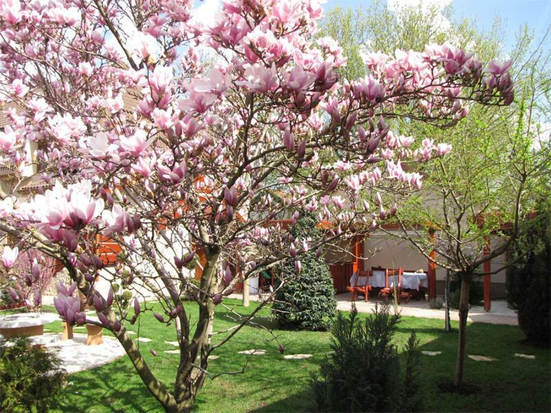 Szegfu Apartman Hajduszoboszlo Exterior foto